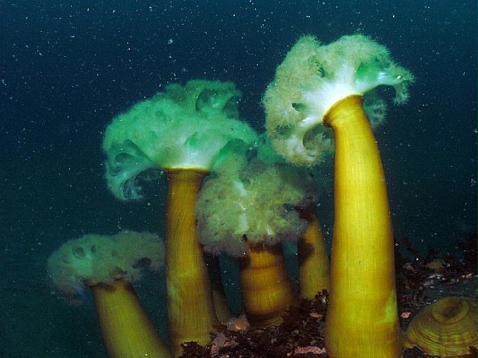 펀다이빙 - 강원도 양양 팀스쿠버 - 스크릿가든