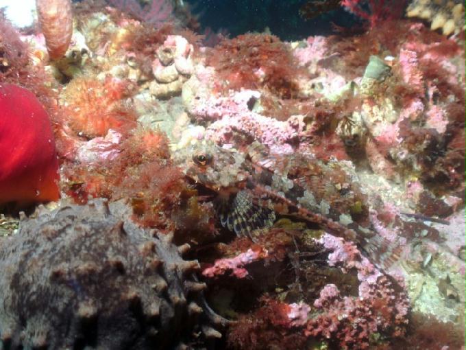 펀다이빙 - 강원도 양양 팀스쿠버 - 스크릿가든