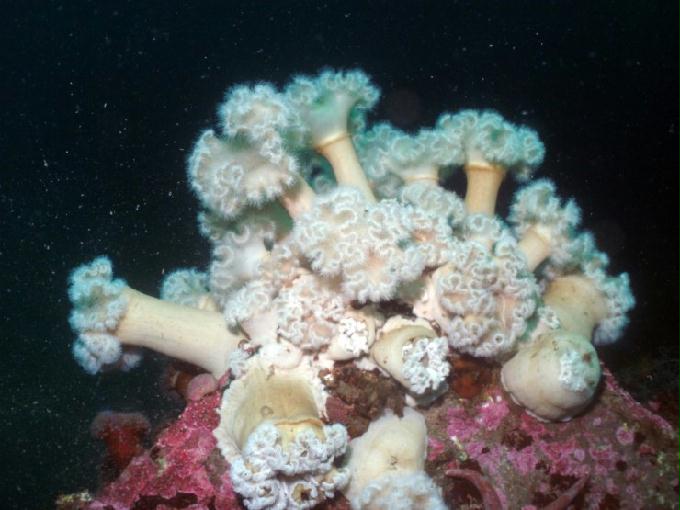 펀다이빙 - 강원도 양양 팀스쿠버 - 스크릿가든