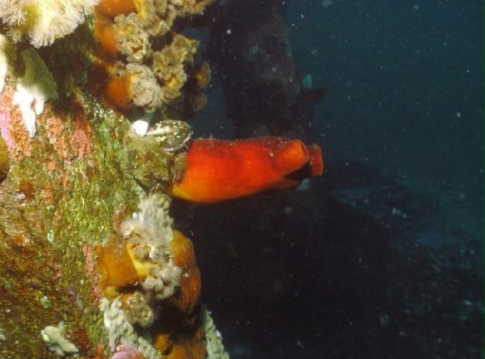 펀다이빙 - 강원도 양양 팀스쿠버 - 샌드블럭