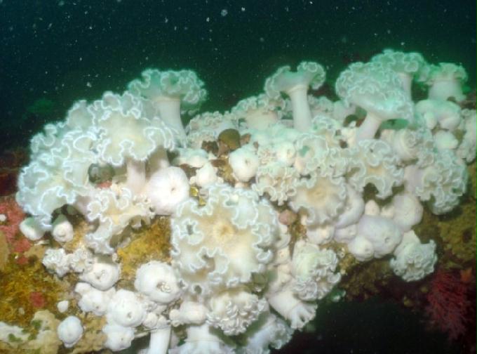 펀다이빙 - 강원도 양양 팀스쿠버 - 샌드블럭