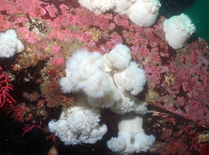 펀다이빙 - 강원도 양양 팀스쿠버 - 샌드블럭