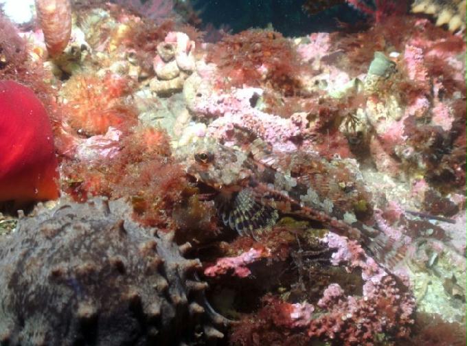 펀다이빙 - 강원도 양양 팀스쿠버 - 샌드블럭