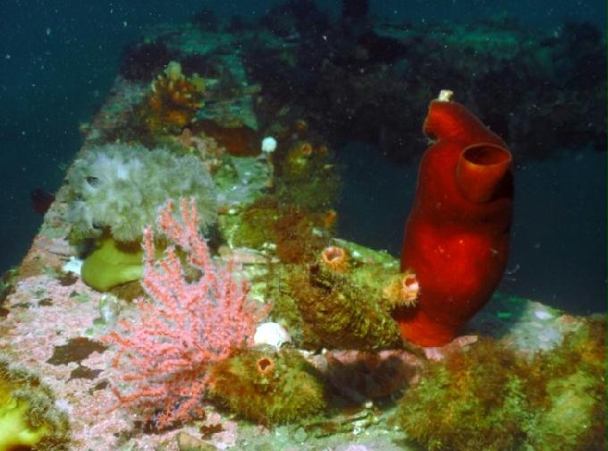 펀다이빙 - 강원도 양양 팀스쿠버 - 샌드블럭