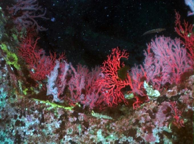 펀다이빙 - 강원도 양양 팀스쿠버 - 샌드블럭