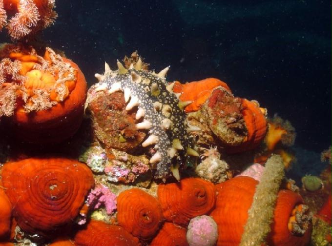 펀다이빙 - 강원도 양양 팀스쿠버 - 샌드블럭