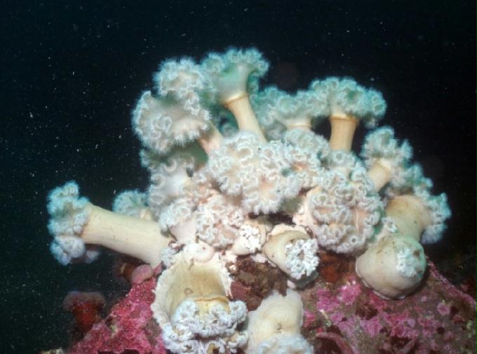 펀다이빙 - 강원도 양양 팀스쿠버 - 샌드블럭