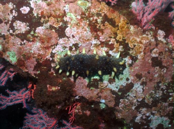 펀다이빙 - 강원도 양양 팀스쿠버 - 샌드블럭