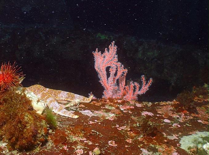 펀다이빙 - 강원도 양양 팀스쿠버 - 샌드블럭