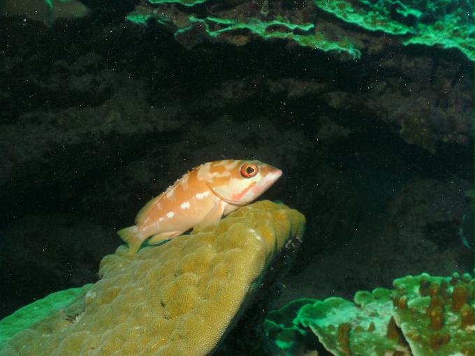 펀다이빙 - 사이판 다이브Y2K - 라우라우(LAULAU)