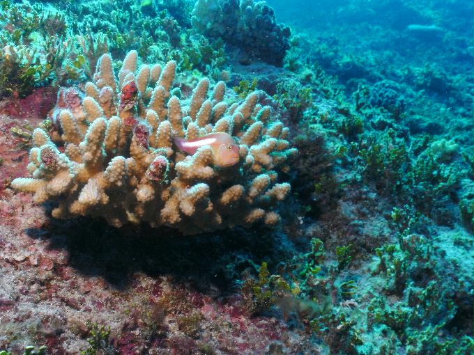 펀다이빙 - 사이판 다이브Y2K - 플레밍(FLEMING)