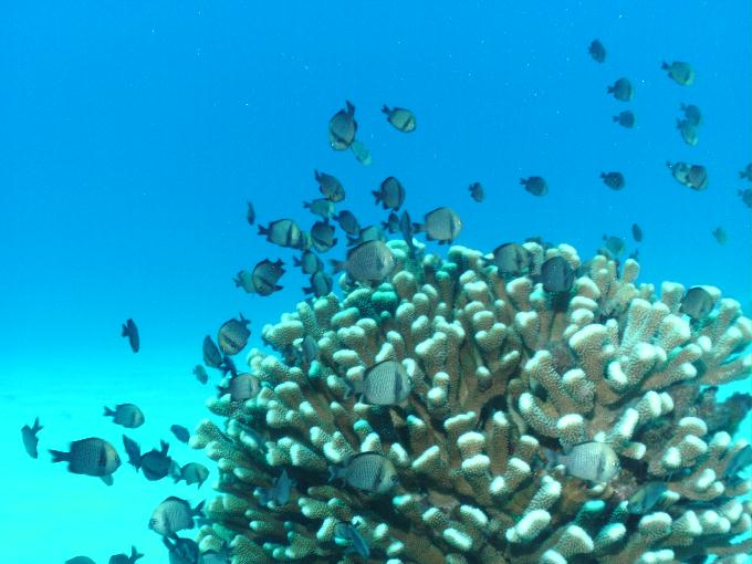 펀다이빙 - 사이판 다이브Y2K - 오비얀(OBYAN)