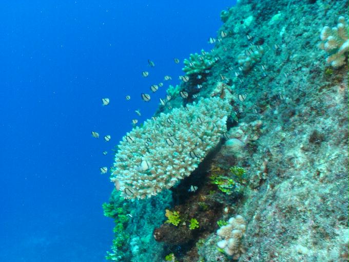 펀다이빙 - 사이판 다이브Y2K - 그루토(GROTTO)