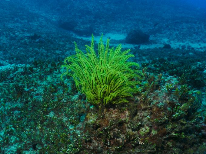 펀다이빙 - 사이판 다이브Y2K - 플레밍(FLEMING)