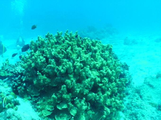 펀다이빙 - 사이판 다이브Y2K - 오비얀(OBYAN)