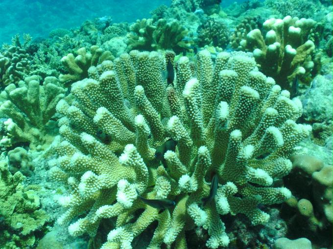 펀다이빙 - 사이판 다이브Y2K - 오비얀(OBYAN)