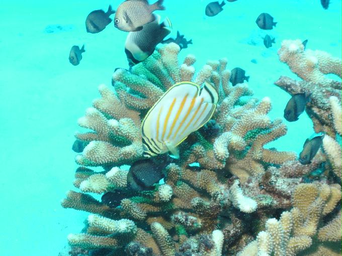 펀다이빙 - 사이판 다이브Y2K - 오비얀(OBYAN)