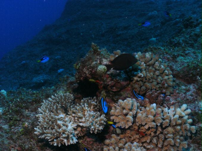 펀다이빙 - 사이판 다이브Y2K - 플레밍(FLEMING)