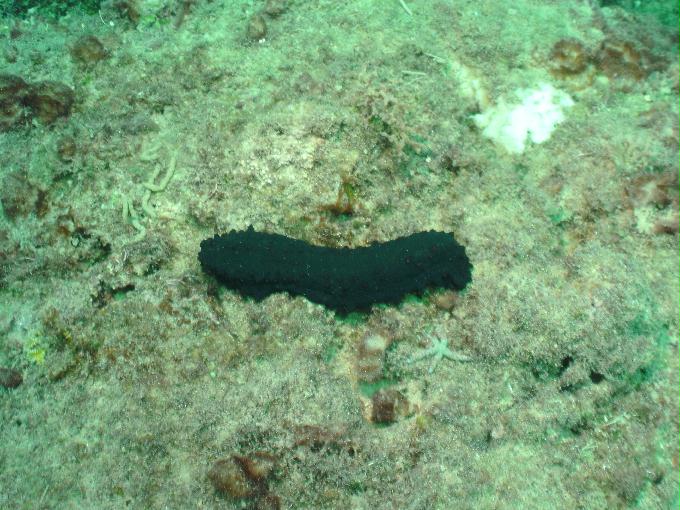 펀다이빙 - 사이판 다이브Y2K - 라우라우(LAULAU)