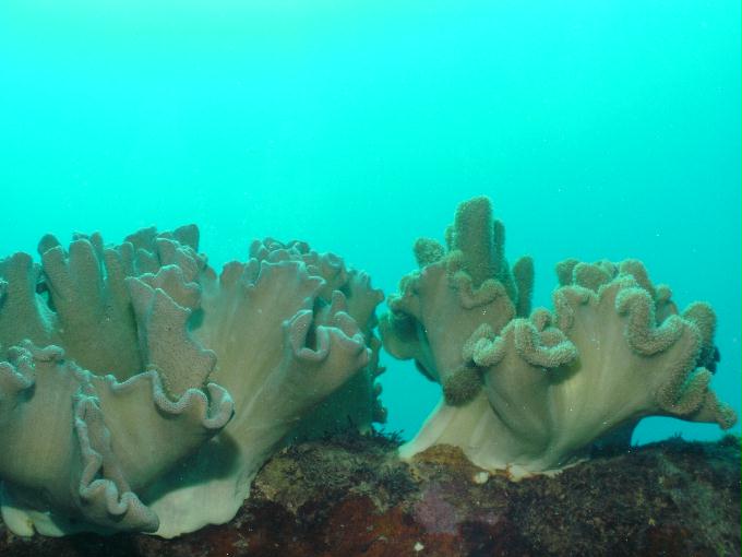 펀다이빙 - 사이판 다이브Y2K - 라우라우(LAULAU)