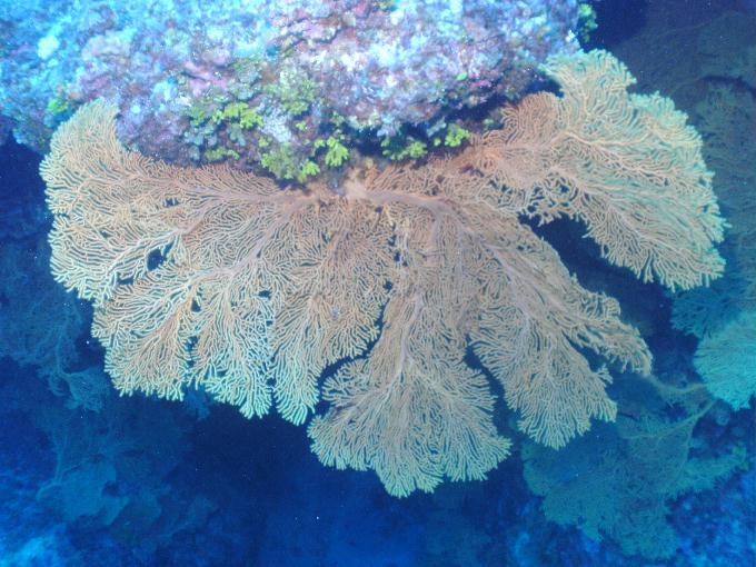 펀다이빙 - 사이판 다이브Y2K - 그루토(GROTTO)