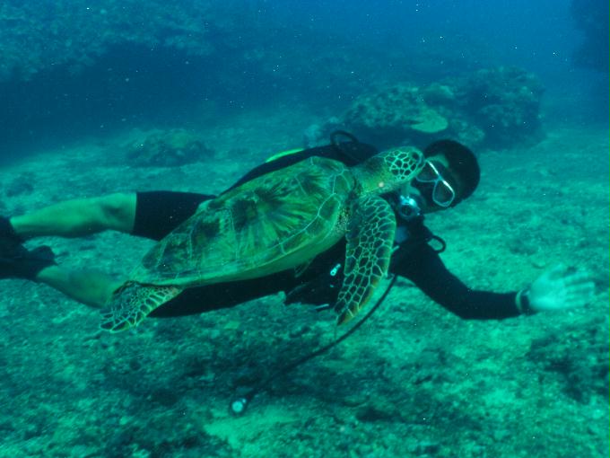 펀다이빙 - 사이판 다이브Y2K - 라우라우(LAULAU)