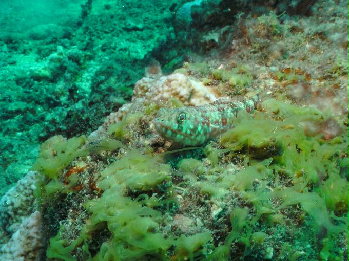 펀다이빙 - 사이판 다이브Y2K - 라우라우(LAULAU)