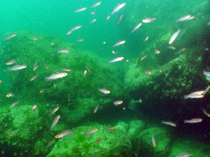 펀다이빙 - 경남 남해 하야루비 - 마안도