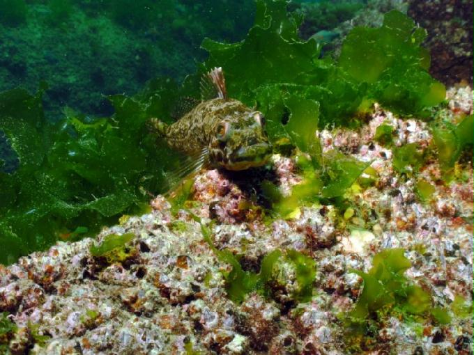 펀다이빙 - 경남 남해 하야루비 - 마안도