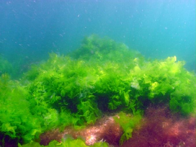 펀다이빙 - 경남 남해 하야루비 - 마안도