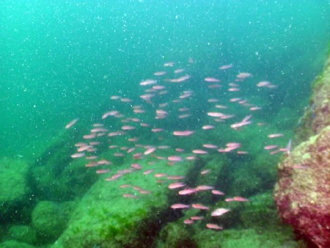 펀다이빙 - 경남 남해 하야루비 - 마안도