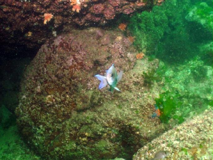 펀다이빙 - 경남 남해군 하야루비 - 마안도