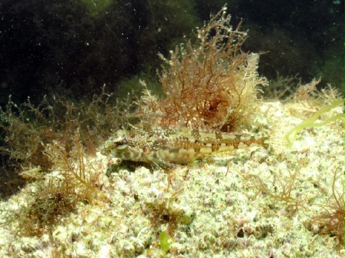 펀다이빙 - 경남 남해군 하야루비 - 마안도
