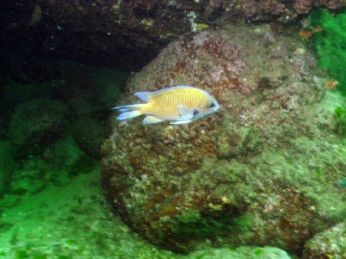 펀다이빙 - 경남 남해군 하야루비 - 마안도