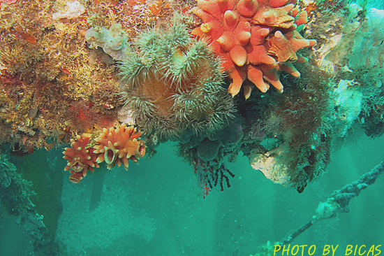 펀다이빙 - 강원도 강릉 경포다이브리조트 - PT