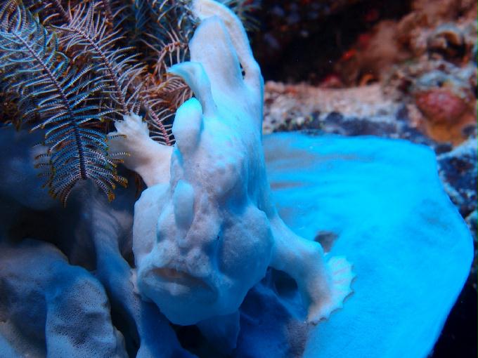 펀다이빙 - 엘씨엘로 쏘쿨 다이브 - 발리카삭 - 카테더랄