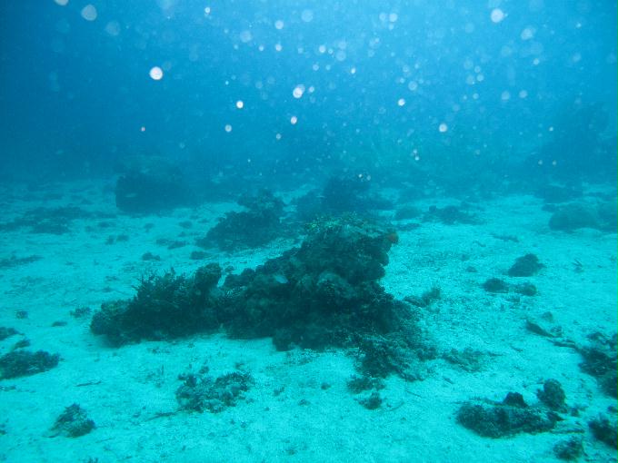House Reef 체크 다이빙 - 막탄, 필리핀 - DIVE LAB. House Reef