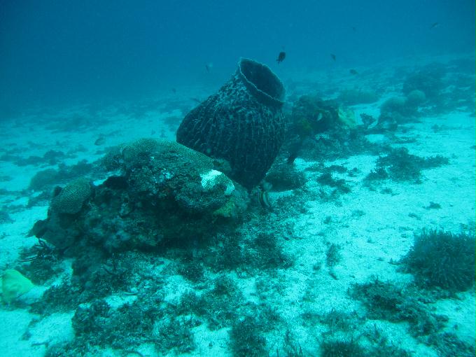 House Reef 체크 다이빙 - 막탄, 필리핀 - DIVE LAB. House Reef