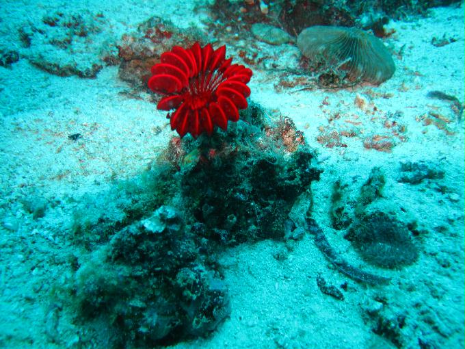 House Reef 체크 다이빙 - 막탄, 필리핀 - DIVE LAB. House Reef