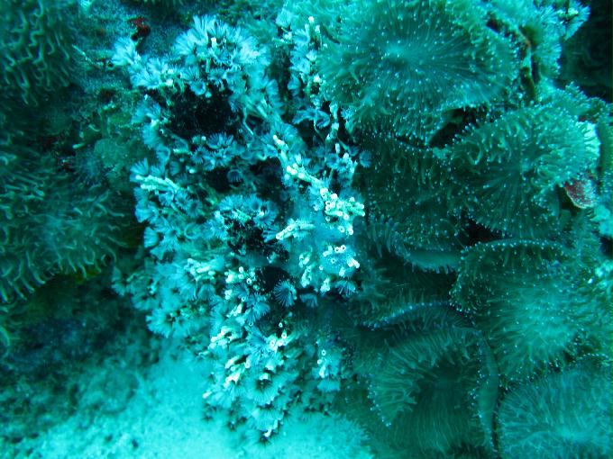 House Reef 체크 다이빙 - 막탄, 필리핀 - DIVE LAB. House Reef