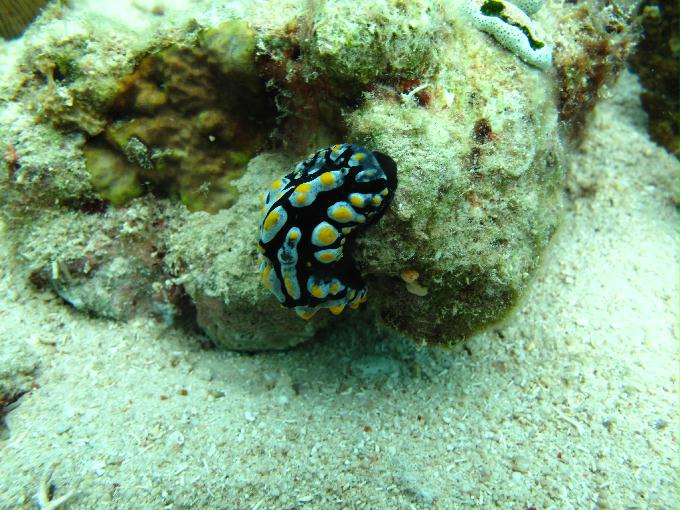 House Reef 체크 다이빙 - 막탄, 필리핀 - DIVE LAB. House Reef