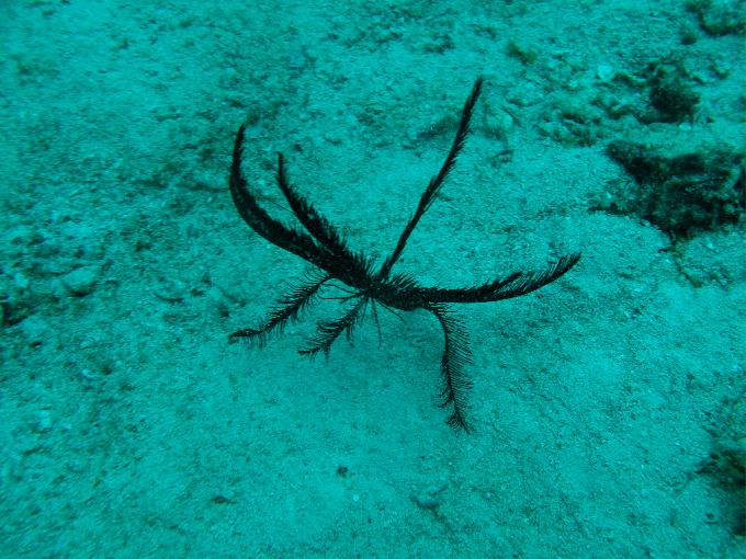 House Reef 체크 다이빙 - 막탄, 필리핀 - DIVE LAB. House Reef