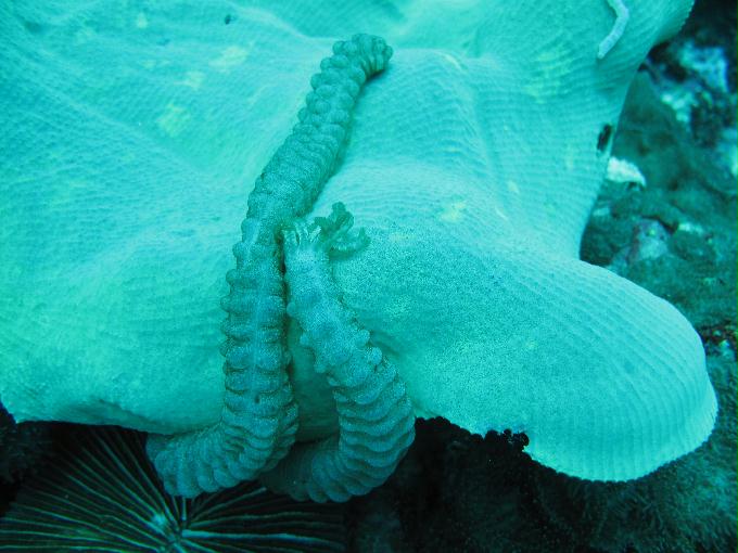 펀 다이빙 - 막탄, 필리핀 - DIVE LAB. House Reef