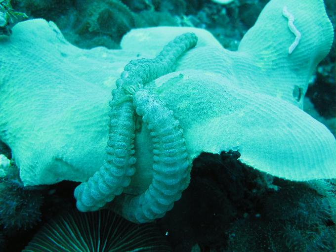 펀 다이빙 - 막탄, 필리핀 - DIVE LAB. House Reef