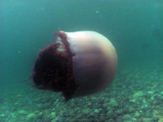 펀다이빙 - 경남 남해 하야루비 - 마안도