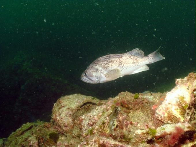 펀다이빙 - 경남 남해 하야루비 - 마안도