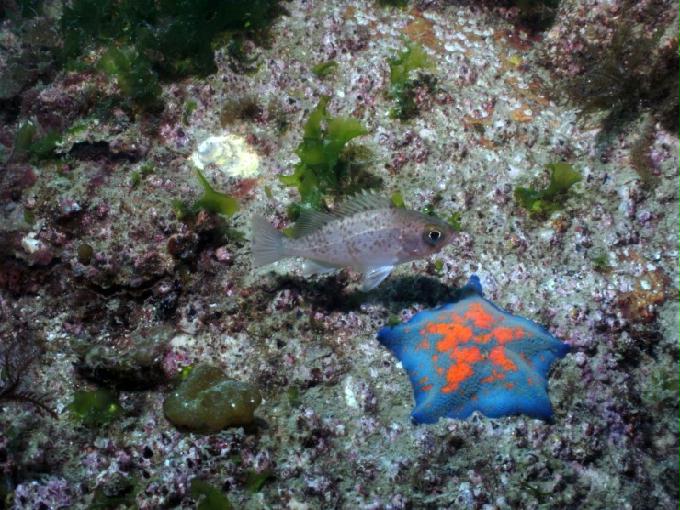 펀다이빙 - 경남 남해 하야루비 - 마안도