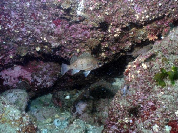 펀다이빙 - 경남 남해 하야루비 - 마안도