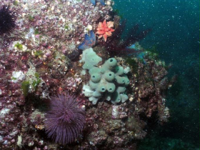 펀다이빙 - 경남 남해 하야루비 - 마안도