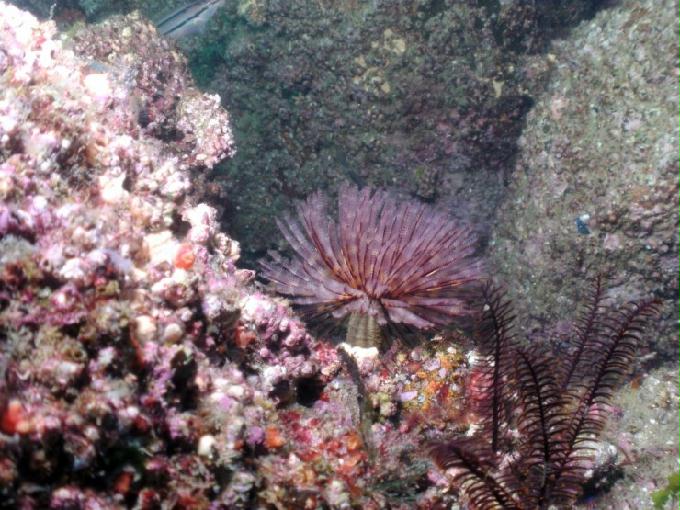 펀다이빙 - 경남 남해 하야루비 - 마안도